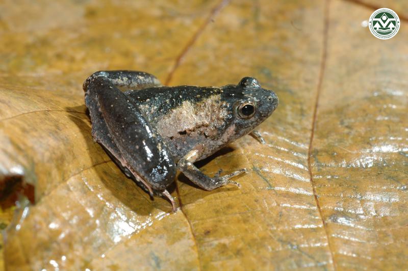 Microhyla berdmorei
