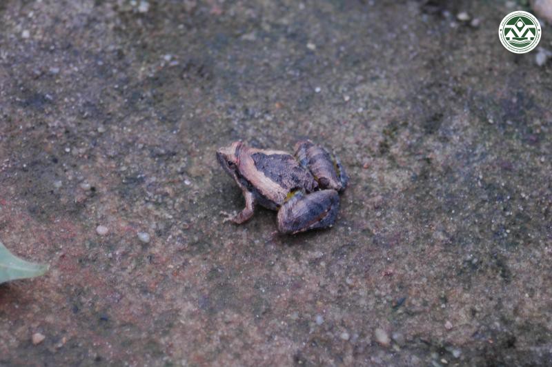 Microhyla pulchra
