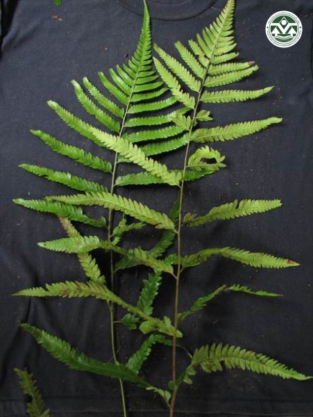 Microlepia calvescens