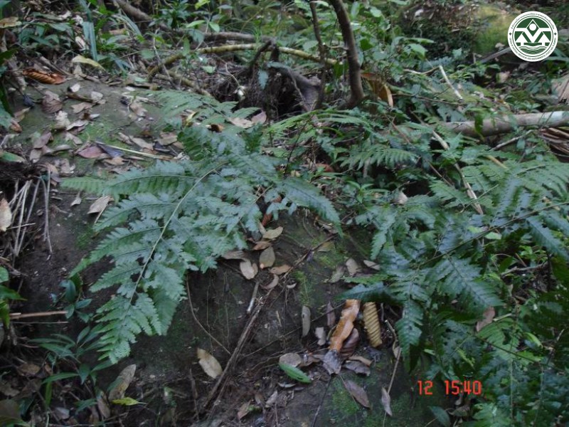 Microlepia herbacea