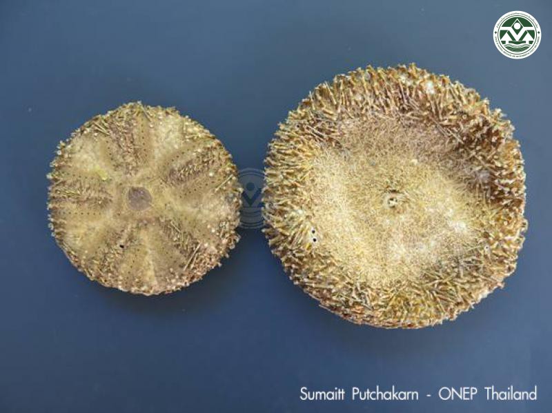 Chaetodiadema granulatum