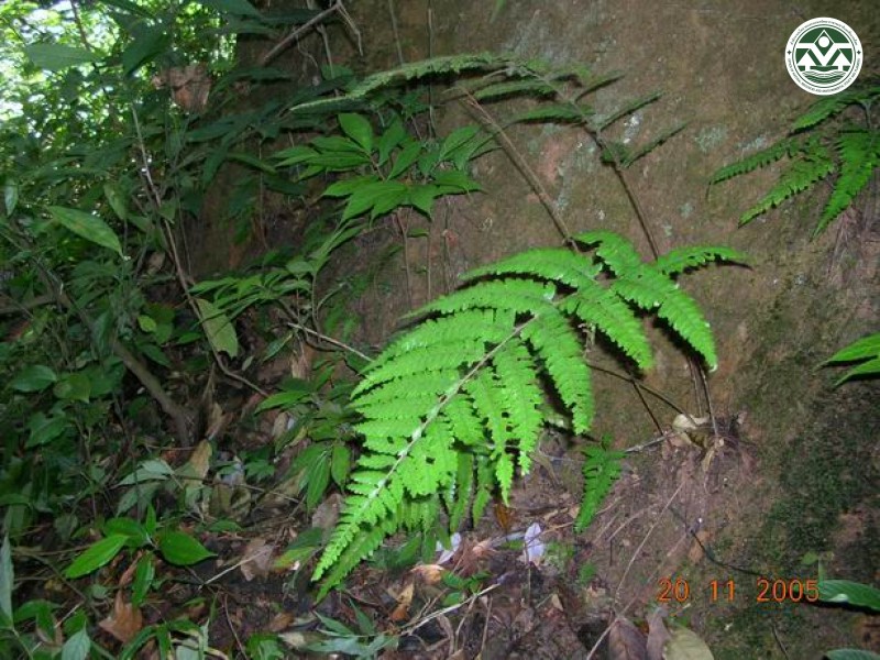Microlepia herbaceae