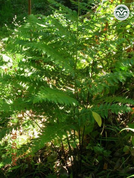 Microlepia speluncea