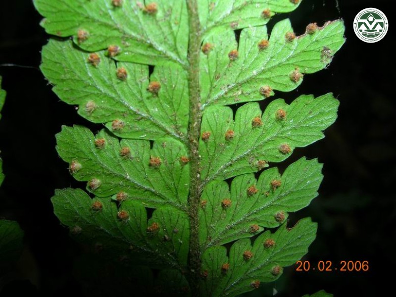 Microlepia strigosa