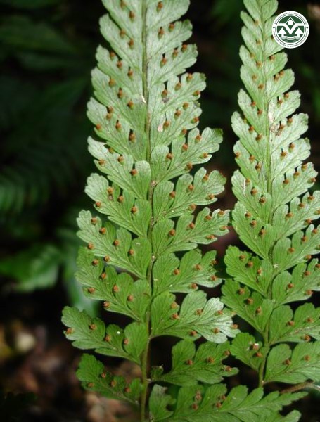 Microlepia trapeziformis