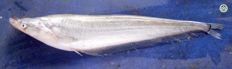 Micronema bleekeri