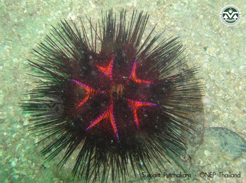 Astropyga radiata