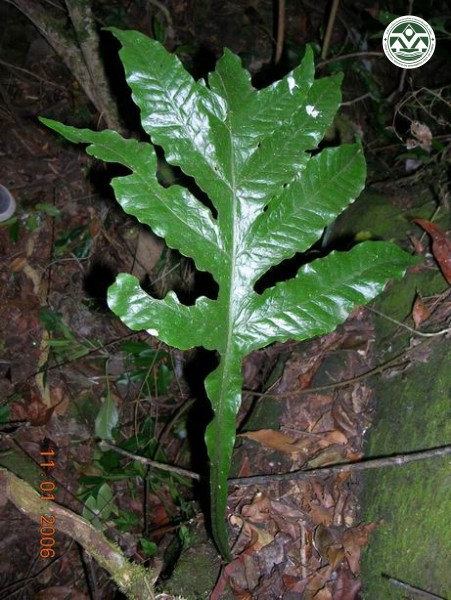 Microsorium dilatatum