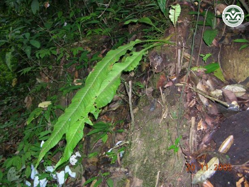 Microsorium membranaceum