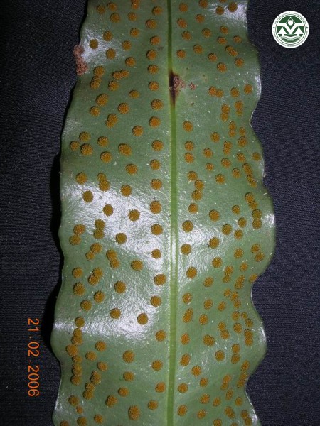 Microsorum superficiale