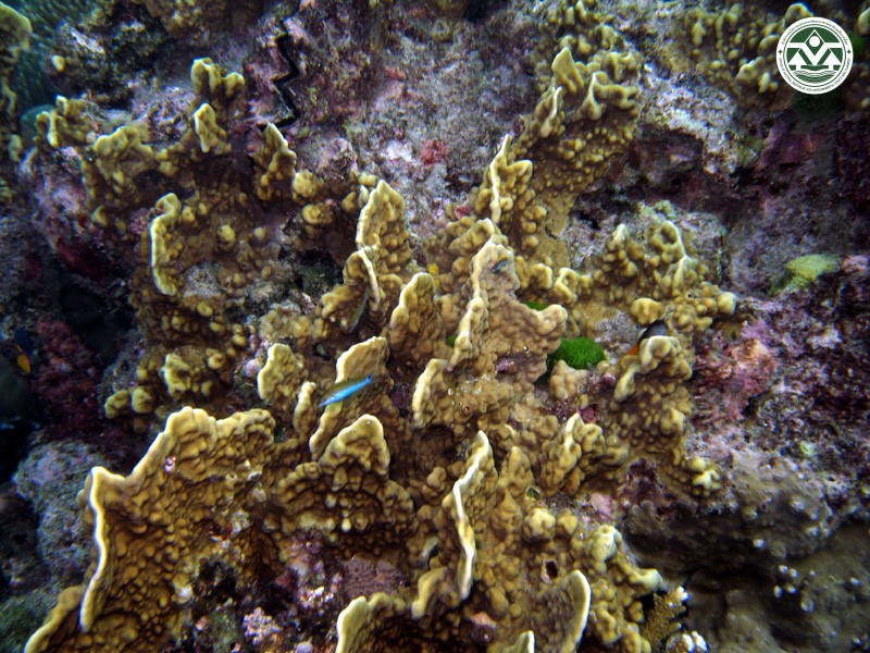 Millepora platyphylla