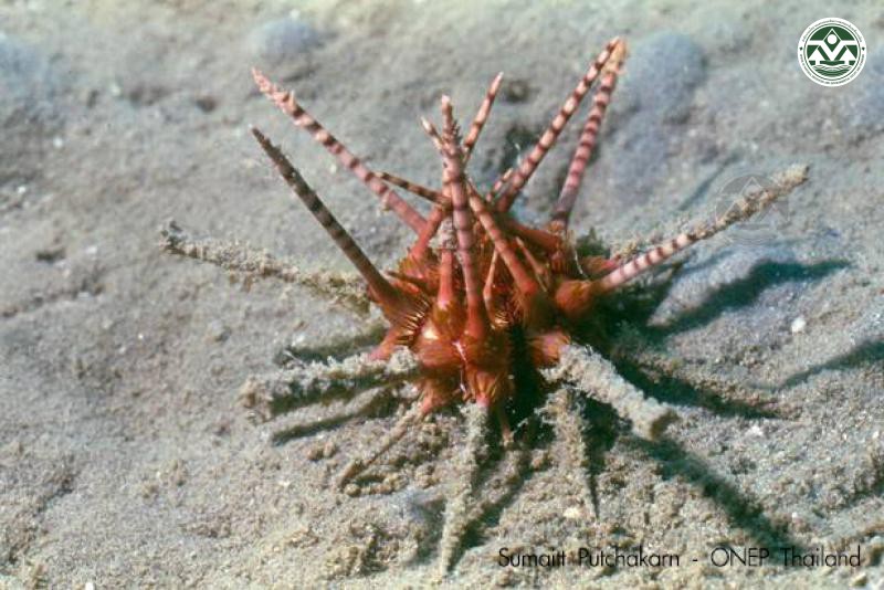 Prionocidaris bispinosa