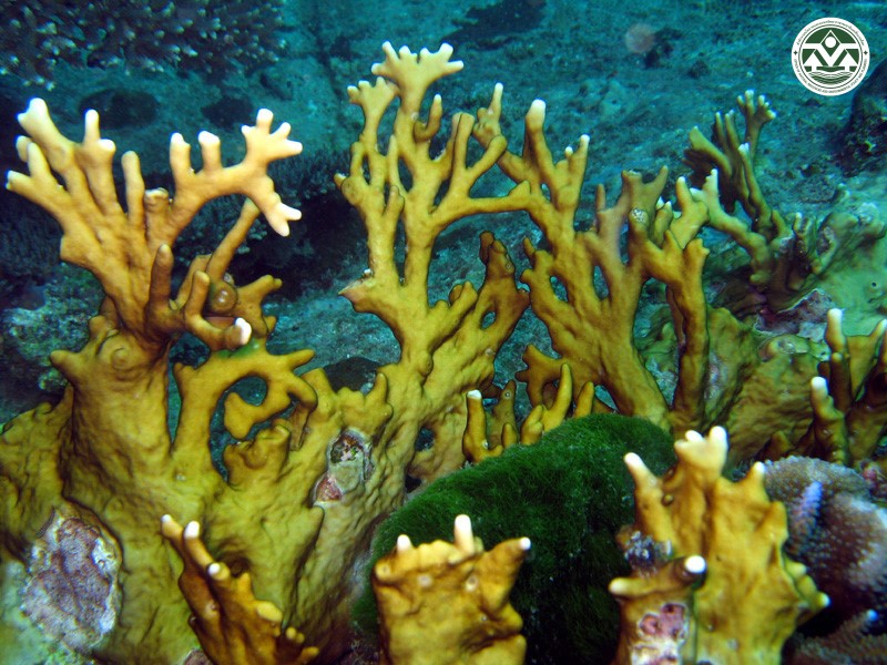 Millepora tenella
