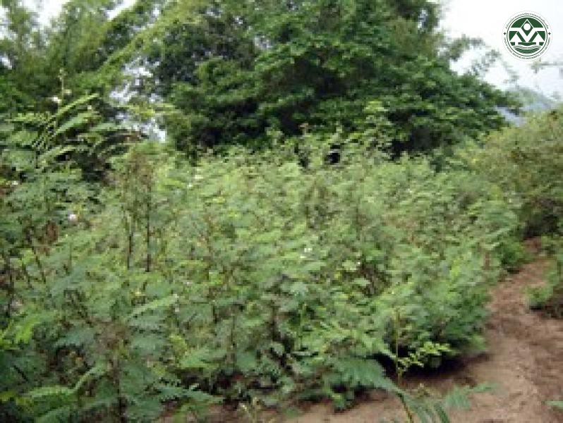 Mimosa pigra