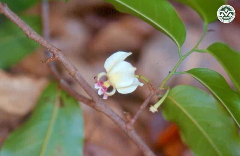 Mitrephora keithii