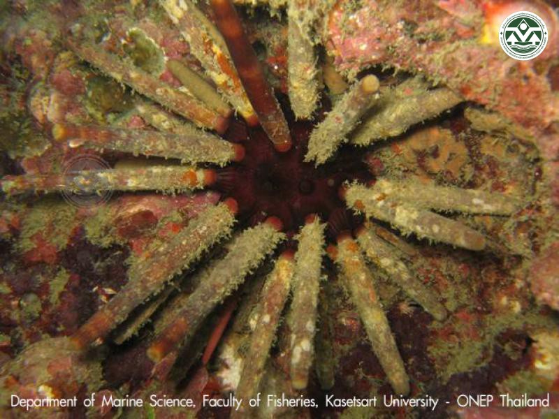 Phyllacanthus imperialis