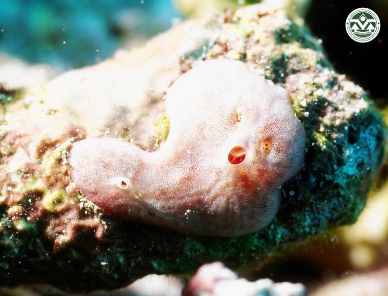 Monanchora unguiculata