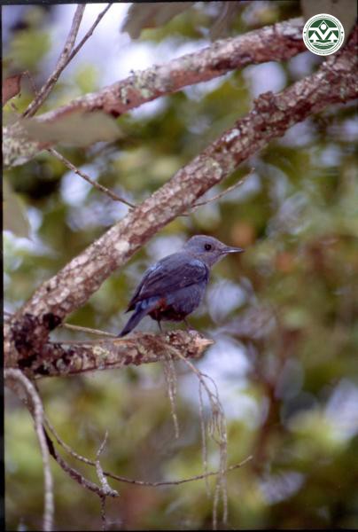 Monticola solitarius