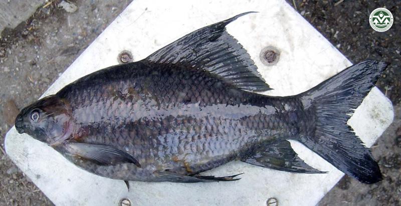 Morulius chrysophekadion