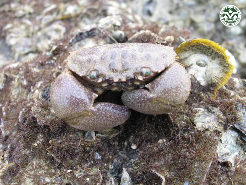 Myomenippe hardwickii