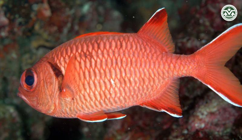 Myripristis hexagona