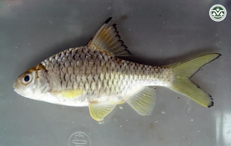 Mystacoleucus marginatus