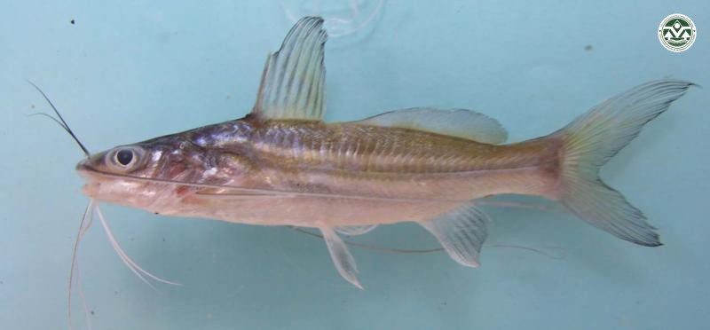 Mystus atrifasciatus