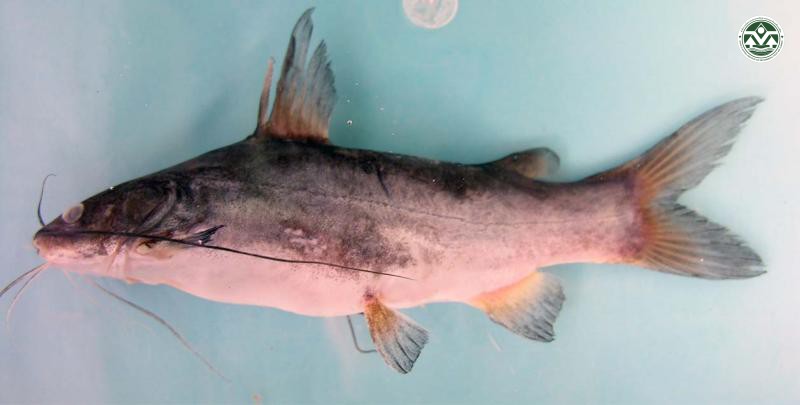 Mystus gulio
