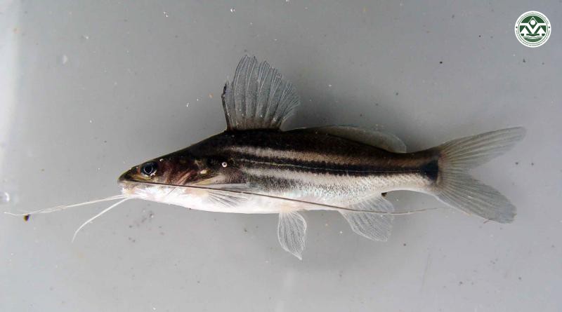 Mystus multifradiatus
