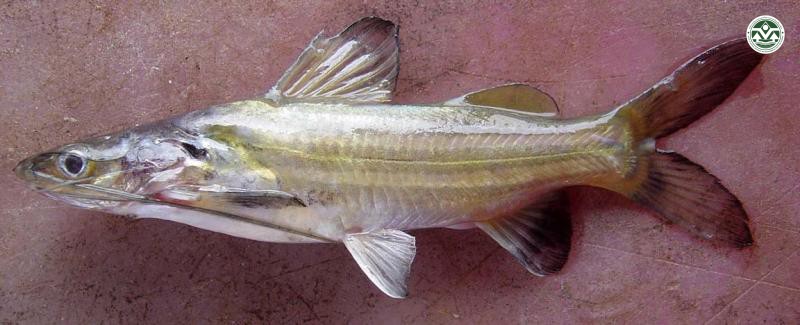 Mystus mysticetus