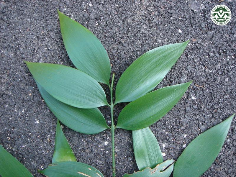 Nageia wallichiana