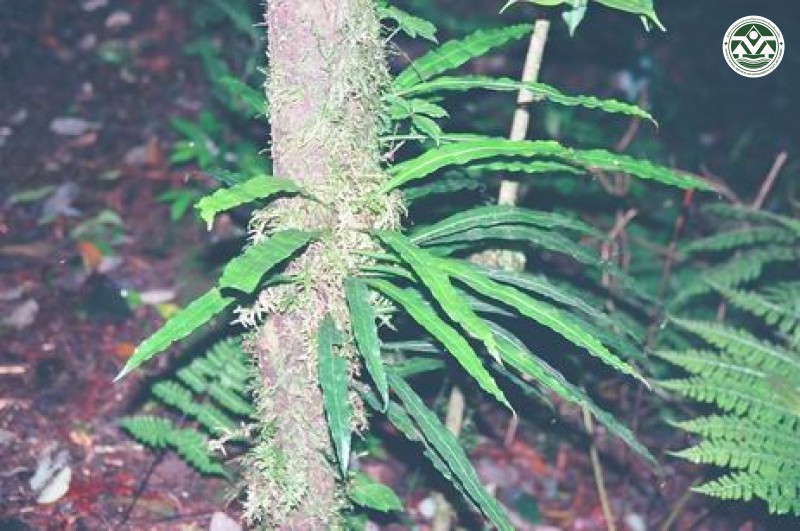 Neocheiropteris normalis