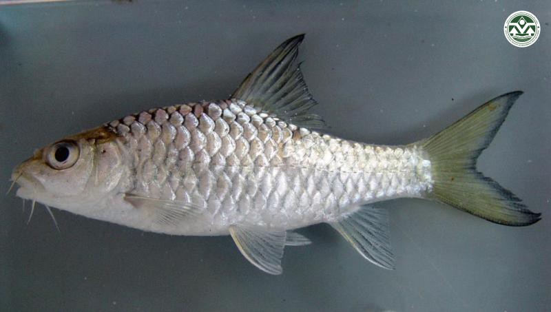 Neolissochilus stracheyi