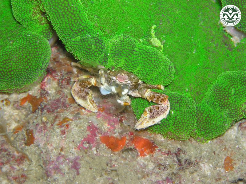 Neopetrolisthes maculatus