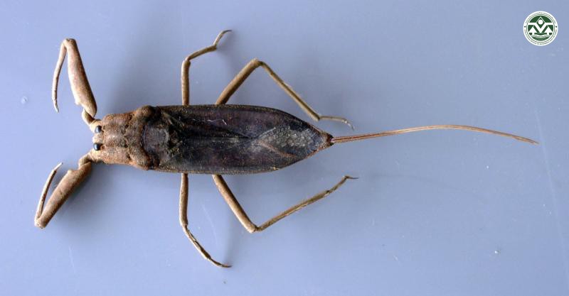 Nepa cinerea