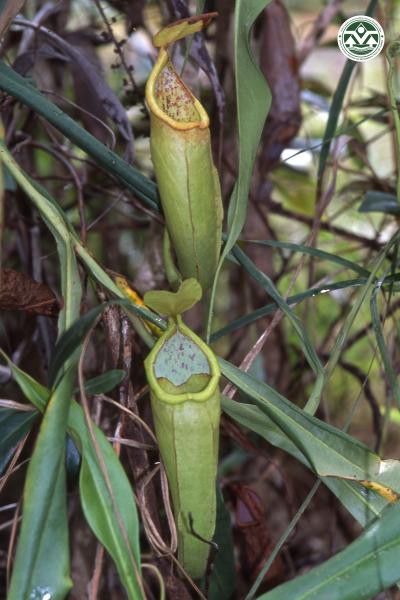 Nepenthes thorelii