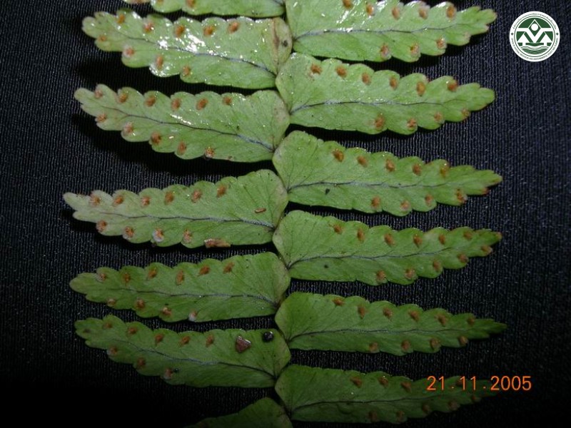 Nephrolepis delicatula