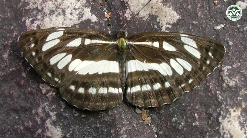 Neptis hylas