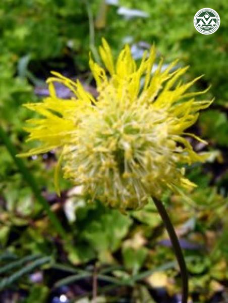 Neptunia oleracea