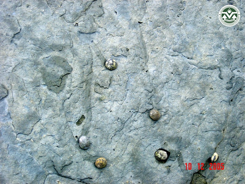 Nerita chamaeleon