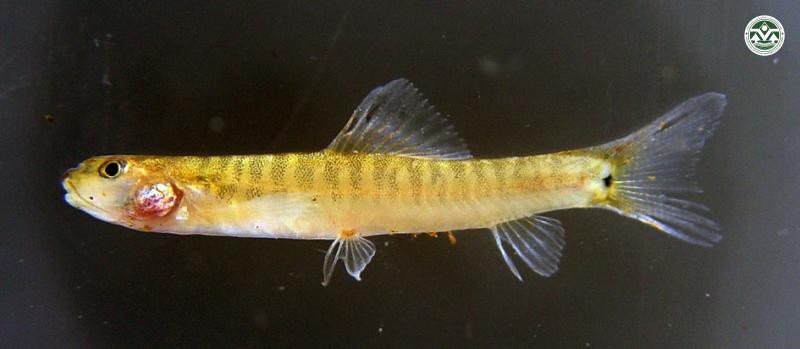 Noemacheilus pallidus
