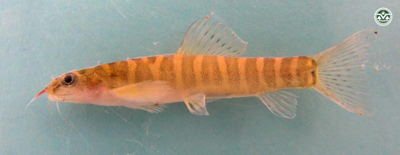 Noemacheilus platicpes