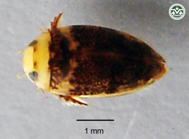 Notonecta glauca
