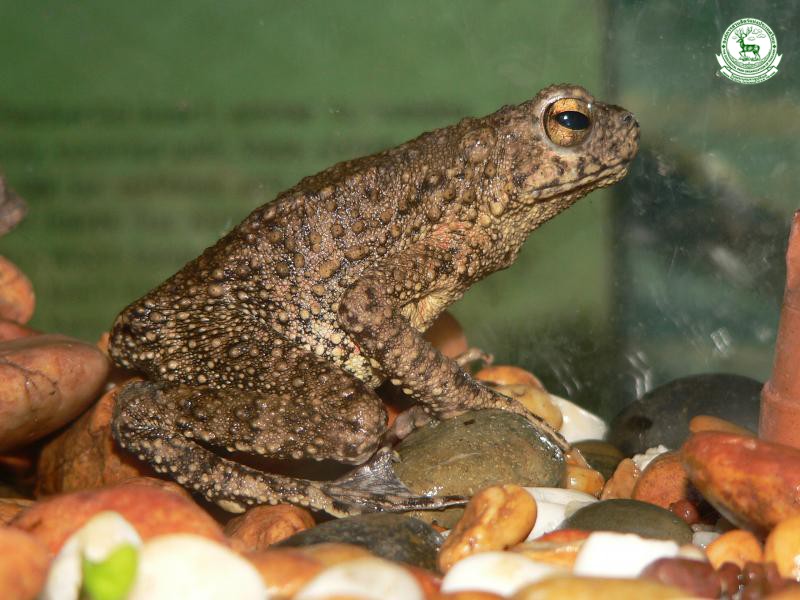 Phrynoidis asper