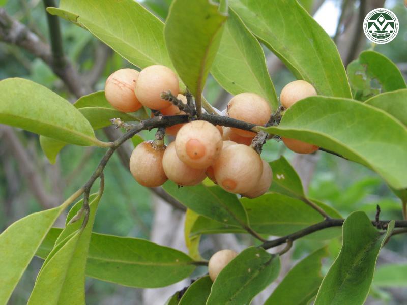 Olax psittacorum
