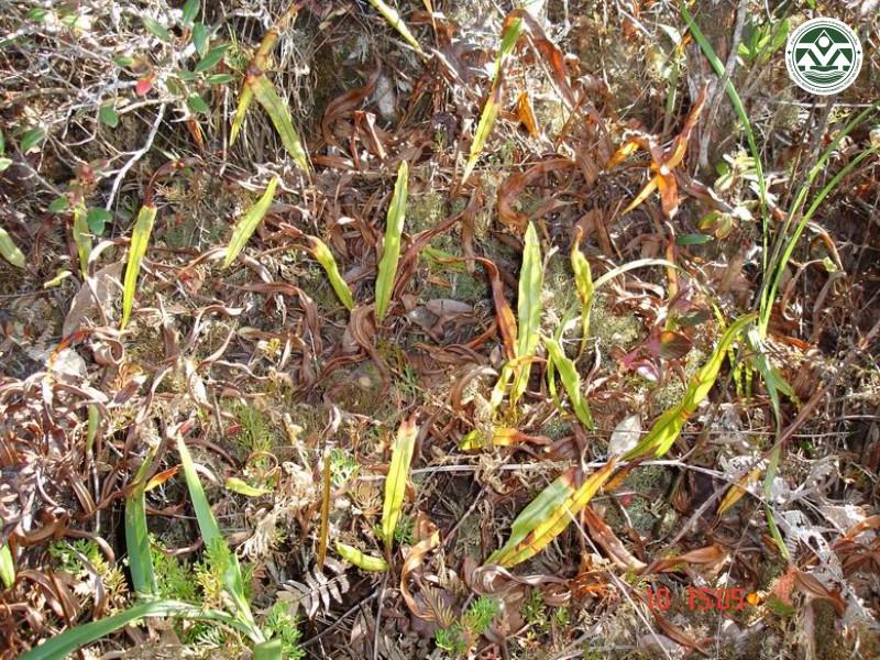 Oleandra musifolia