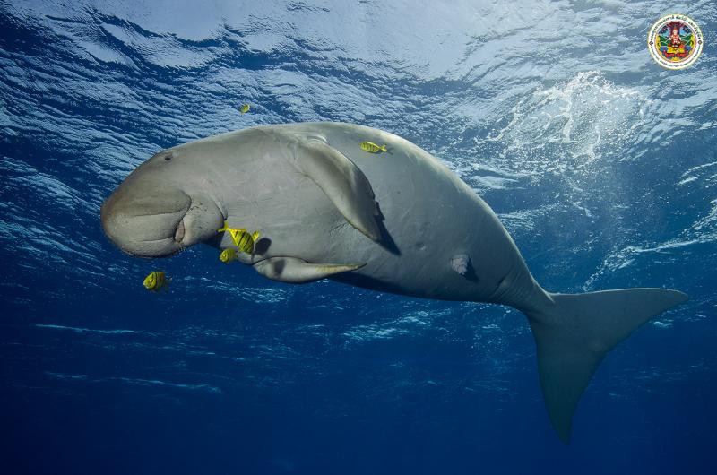 Dugong dugon