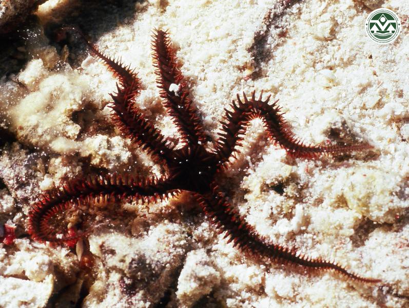 Ophiocoma erinaceus