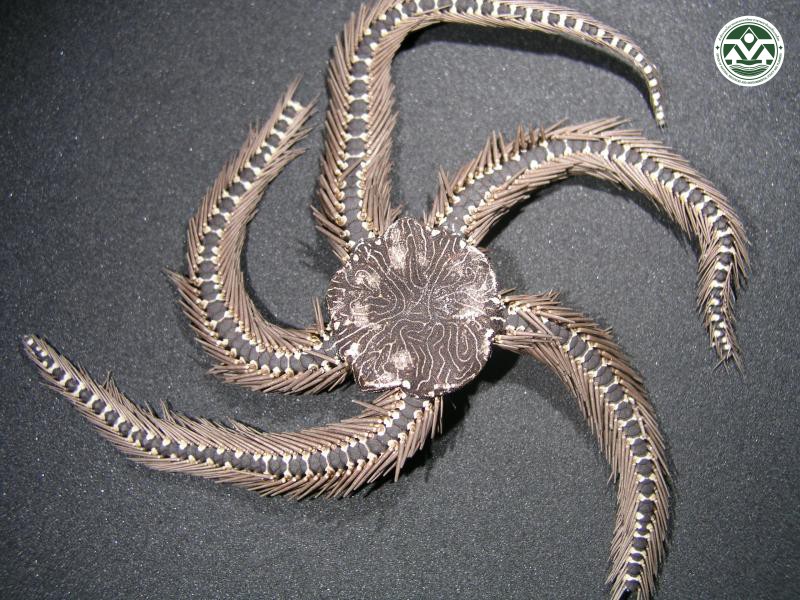 Ophiocoma pica