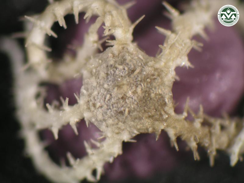 Ophiocomella sexradia